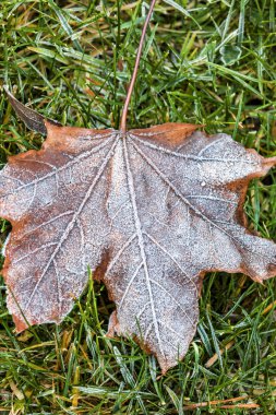 Işık Frost'un üzerinde yaprak.