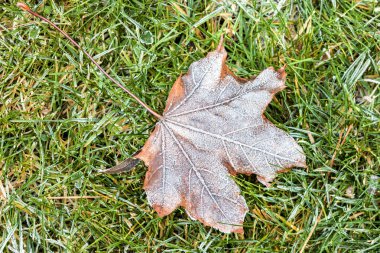 Çim frost ile yaprak.