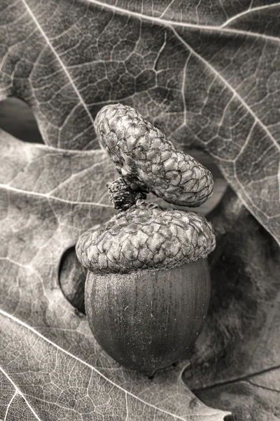 B & W de glands sur feuilles . — Photo