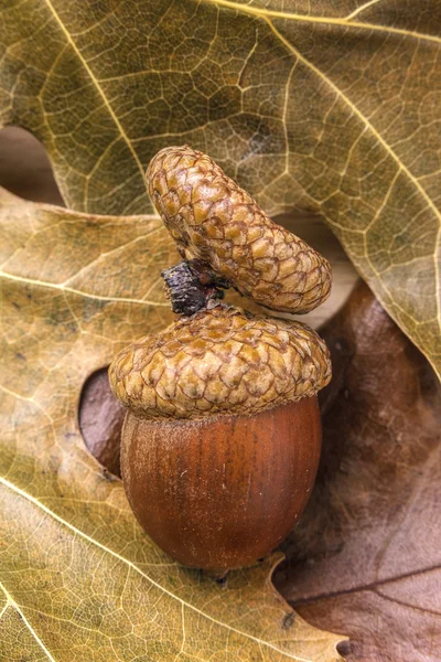 Ghianda e cappuccio sulle foglie . — Foto Stock