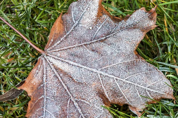 Närbild av frost på ett blad. — Stockfoto