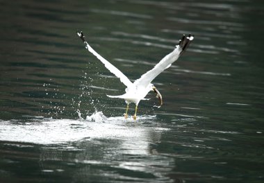 Martı ile balık havaya uçuyor.