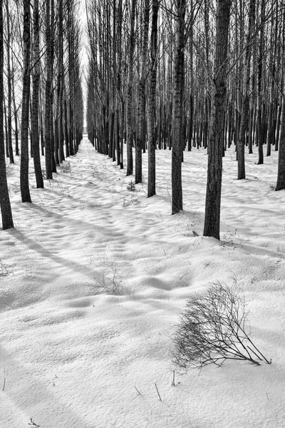 Schatten der Bäume im Winter. — Stockfoto