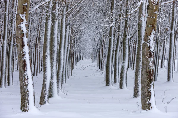 Snowy drogę przez drzewa. — Zdjęcie stockowe