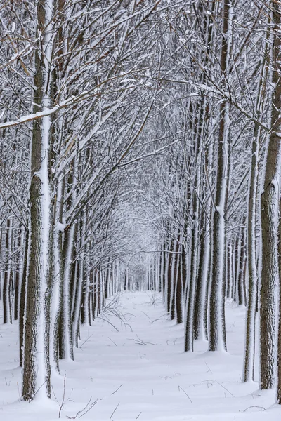 行に並ぶ雪木. — ストック写真