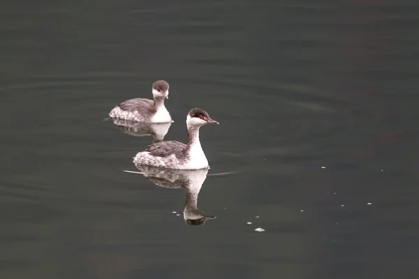 Two horned grebes. — Stock Photo, Image