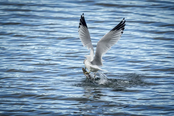 Gaivota voa com peixes . — Fotografia de Stock