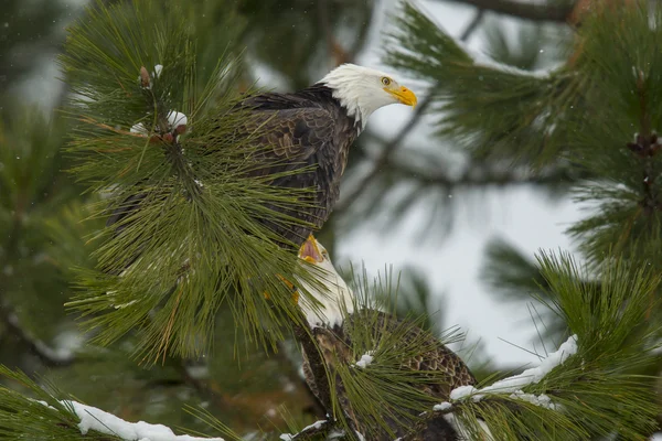 Pair of eagles in a tree. — Stock Photo, Image