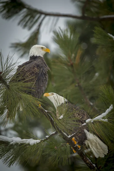 Duas águias empoleiradas em um ramo . — Fotografia de Stock