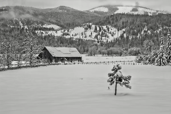 雪に覆われた牧草地で小さなツリー. — ストック写真