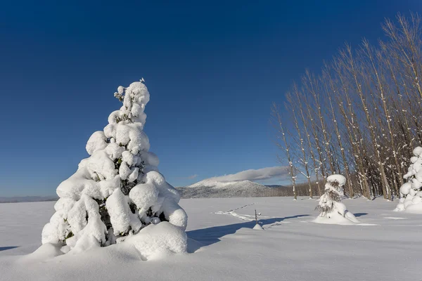 小树被雪覆盖. — 图库照片