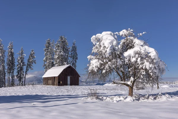 前景の木が雪に覆われています。. — ストック写真