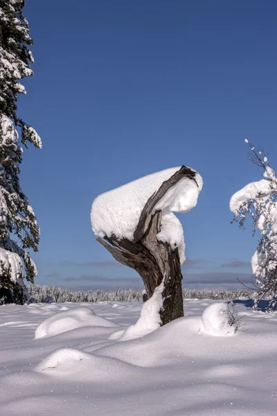 Tocón de árbol cubierto de nieve . — Foto de Stock