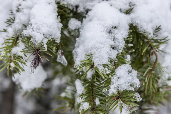 Snö på pine brach. — Stockfoto