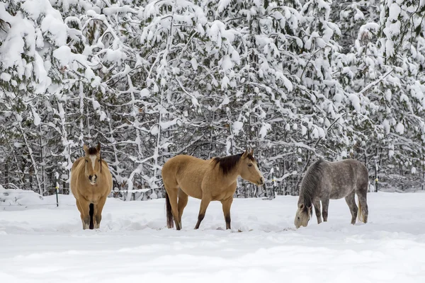 Trois chevaux en hiver . — Photo