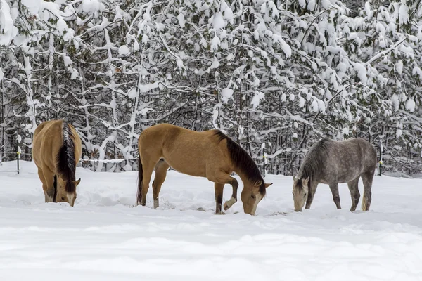 Caballo medio raspa la nieve . —  Fotos de Stock