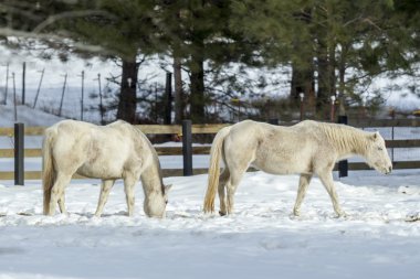 İki beyaz at otlatma.