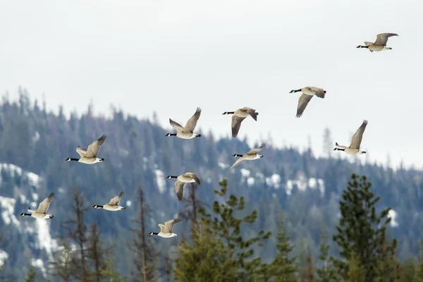 Geese flying in formation. — Stock Photo, Image