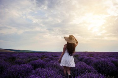 Beyaz elbiseli ve hasır şapkalı genç bir kadının lavanta tarlasında yürüyüşü. Çiçek açmış lavanta çiçekleri.