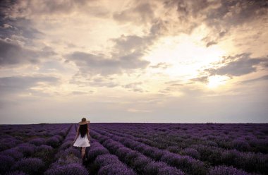 Beyaz elbiseli ve hasır şapkalı genç bir kadının lavanta tarlasında yürüyüşü. Çiçek açmış lavanta çiçekleri.