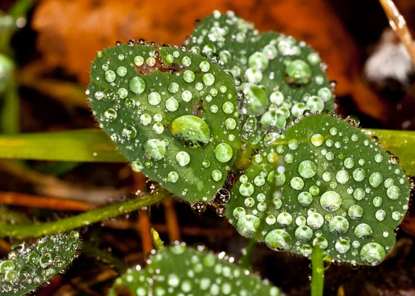 yaprakları ile su damlaları.