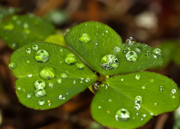 Feuilles avec gouttes d'eau . Photos De Stock Libres De Droits