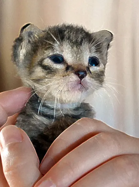 Chaton Bébé Maison Des Propriétaires — Photo