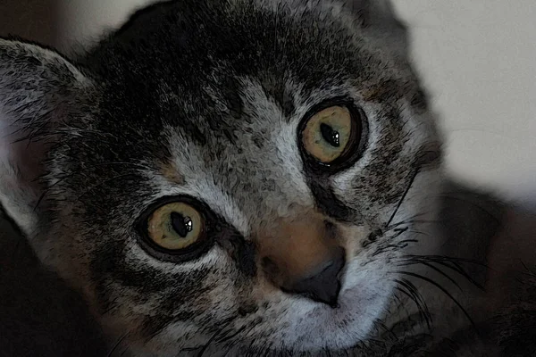 Ev sahiplerinde kedi yavrusu
