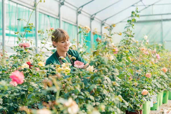 Mujer jardinero comercial que trabaja en las rosas —  Fotos de Stock