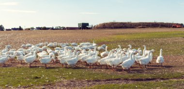 Çiftliğin çayırındaki kazlar