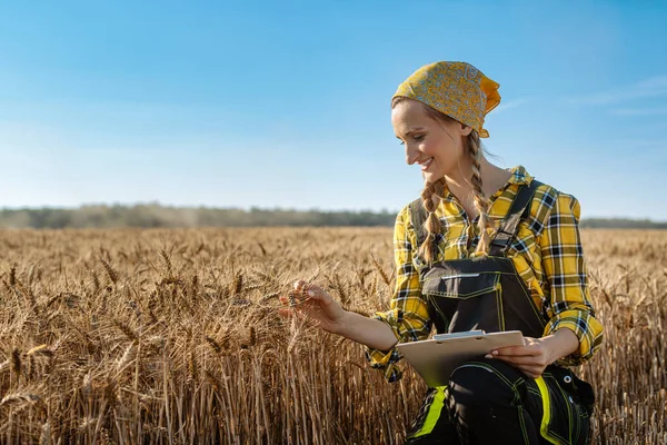 Farmer checking the grain if it is ready for the harvest — Stock Photo, Image