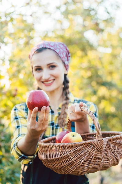 Farmer woman in fruit orchard holding apple in her hands offering — Stock Photo, Image