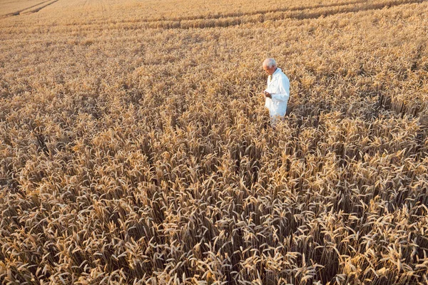 더 나은 수확을 위해 새로운 GMO 곡물을 현장에서 실험하는 과학자들 — 스톡 사진