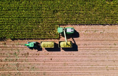 Corn harvest in the fields with transporter and harvester from above