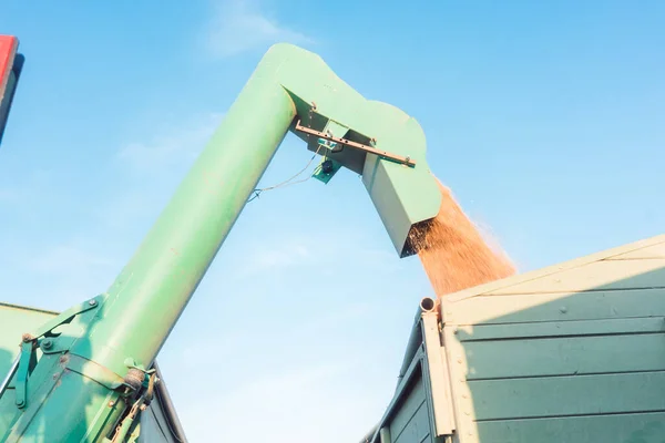 Tarwe dat op de aanhangwagen wordt geladen voor vervoer — Stockfoto