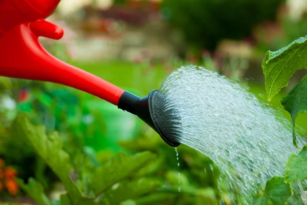 Someone watering flowers — Stock Photo, Image