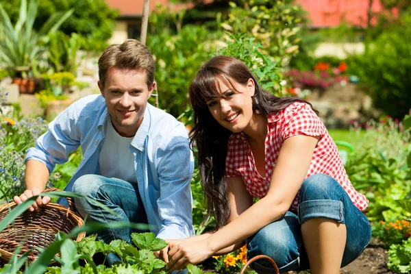 Gardening in summer - couple harvesting — Stock Photo, Image