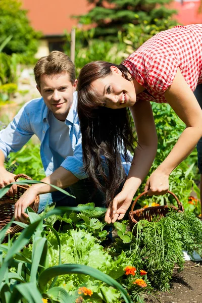 Pareja cosechando zanahorias —  Fotos de Stock