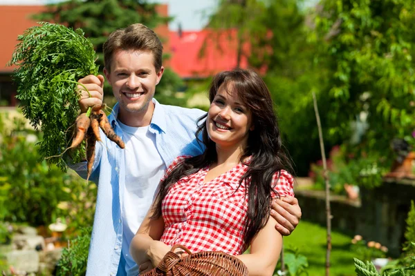 Couple harvesting carrots — Stock Photo, Image