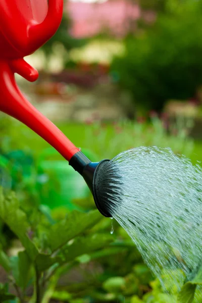 Someone watering flowers — Stock Photo, Image