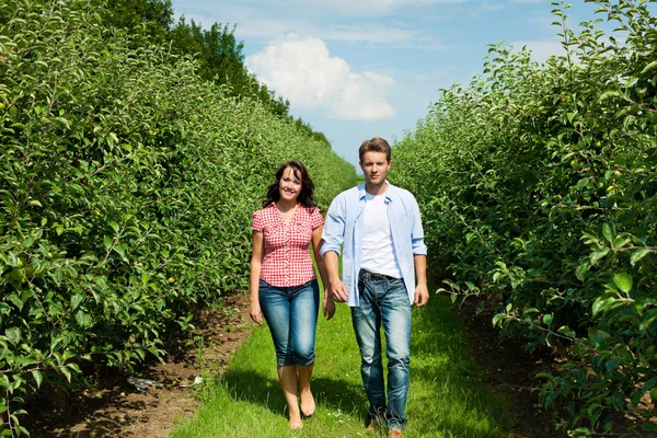 Couple in fruit orchard after summer — Stock Photo, Image