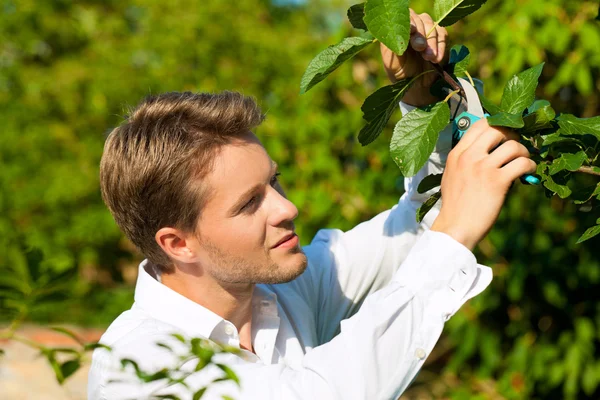Man is cutting fruit tree with trimmer — Stock Photo, Image