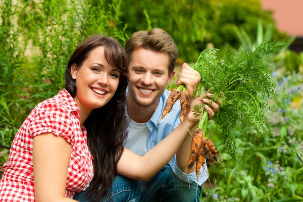 Pareja cosechando zanahorias —  Fotos de Stock