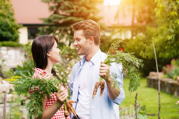 Couple in vegetable garden harvesting — Stock Photo, Image