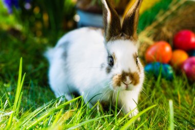 Paskalya tavşanı sepeti ve yumurta ile çayır üzerinde