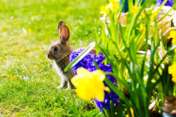 Пасхальний кролик чекає на лузі — стокове фото