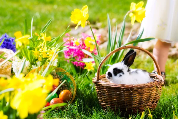 Пасхальний кролик на лузі з кошиком та яйцями — стокове фото