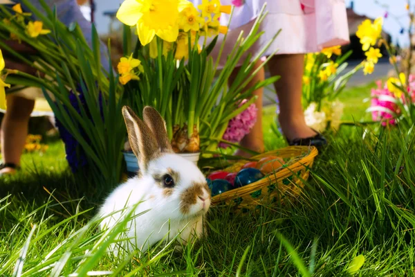 Påskharen på äng med korg och ägg — Stockfoto