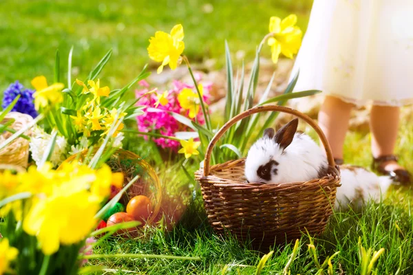 Easter bunny on meadow with basket and eggs — Stock Photo, Image