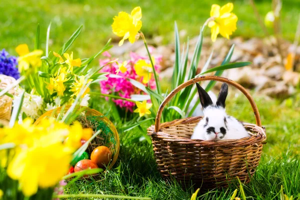 Påskharen på äng med korg och ägg — Stockfoto